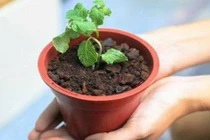 Cách làm kem chậu cây ngon lạ không thể chối từ