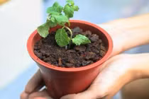 Cách làm kem chậu cây ngon lạ không thể chối từ