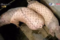 Lợn xăm mình giá gần 2 tỷ đồng độc nhất thế giới