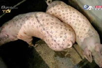 Lợn xăm mình giá gần 2 tỷ đồng độc nhất thế giới