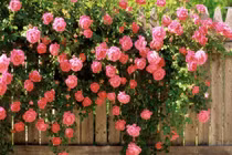 Hướng dẫn cách trồng hoa hồng leo đúng chuẩn