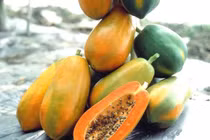 Cách nhận biết đu đủ ủ đất đèn cực dễ