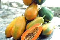 Cách nhận biết đu đủ ủ đất đèn cực dễ