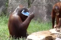 Thích thú nhìn đười ươi dùng khăn lau mặt như người