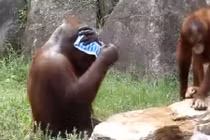 Thích thú nhìn đười ươi dùng khăn lau mặt như người