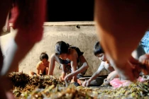 Dân thủ đô diệt “tôm bay”, kiếm tiền triệu mỗi ngày