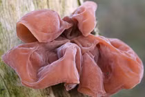 14 loại thực phẩm có trót mua về cũng tuyệt đối không ăn