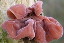 14 loại thực phẩm có trót mua về cũng tuyệt đối không ăn