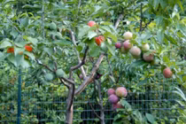 Cây thần kỳ cho ra 40 loại quả khác nhau