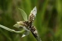 Tận mắt xem cây tự phát nổ kỳ lạ