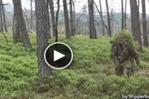 Kỳ lạ trang phục biến người lính thành bãi cỏ, lùm cây