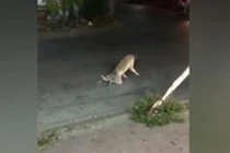 Chó chặn đường taxi ăn vạ, chuyện thật tưởng như đùa