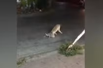 Chó chặn đường taxi ăn vạ, chuyện thật tưởng như đùa