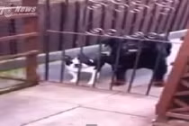 Phì cười với màn bắt chước tiếng người của chó