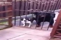 Phì cười với màn bắt chước tiếng người của chó