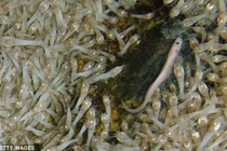 Loài tôm bất tử luộc 450 độ C không chết