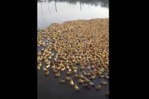Xem đàn vịt 5.000 con đổ xô đi bơi