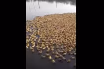 Xem đàn vịt 5.000 con đổ xô đi bơi