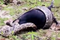 Hãi hùng trăn khổng lồ xiết ngạt dê núi