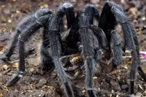 Những quái vật hút tiền dân chơi Việt