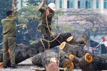 Sự thật đằng sau vụ chặt 6.700 cây xanh ở Hà Nội