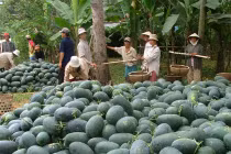 Thương nhân TQ đang lén lút làm gì ở VN?