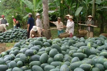 Thương nhân TQ đang lén lút làm gì ở VN?