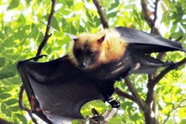 Dân chơi Hà thành “săn” dơi ngựa giá 3 triệu đồng/kg