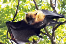 Dân chơi Hà thành “săn” dơi ngựa giá 3 triệu đồng/kg