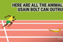 Vua tốc độ Olympic 2016 chạy nhanh hơn những động vật nào?