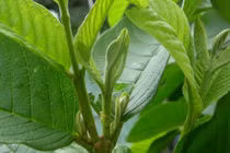 Những cây thuốc chữa bệnh tiểu đường kỳ diệu