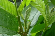 Những cây thuốc chữa bệnh tiểu đường kỳ diệu