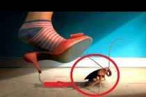 Bỏ ngay thói quen đập gián bằng dép, nó có thể giết chết bạn