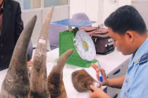Có bảo kê đưa sừng tê giác vào Việt Nam
