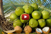 Sự thật bất ngờ đằng sau dừa xiêm siêu rẻ tại HN