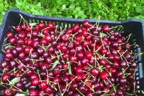 Trái cherry rụng như mưa sau màn rung lắc của nông dân Mỹ