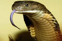 Tìm ra thần dược trị mọi vết rắn cắn