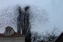 Video khiến hàng triệu người bất ngờ ở những giây cuối