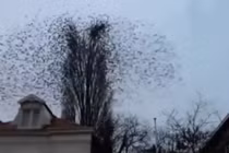 Video khiến hàng triệu người bất ngờ ở những giây cuối