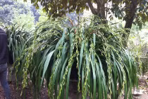 Đại gia Vĩnh Phúc bỏ chục triệu săn địa lan Tết