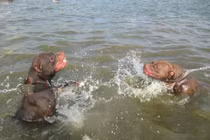 Đại gia Việt dốc tiền “săn”... chó chọi