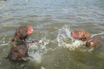 Đại gia Việt dốc tiền “săn”... chó chọi