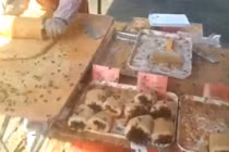 Kinh dị món bánh cả ngàn chú ong bu vào