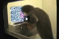 Phát hiện phương pháp chữa trị cho người bị mù màu