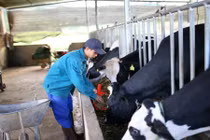 Người dân đổ sữa bò phản đối trạm thu mua ​Dalat Milk