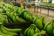 Dây chuyền thu hoạch chuối đáng kinh ngạc ở Costa Rica