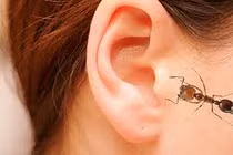 Côn trùng tự động chui ra khỏi tai với 2 mẹo "thần thánh"
