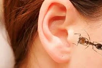 Côn trùng tự động chui ra khỏi tai với 2 mẹo "thần thánh"