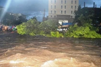 Cây xanh khổng lồ trôi lềnh bềnh giữa phố Buôn Ma Thuột