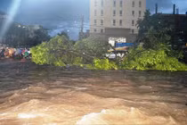 Cây xanh khổng lồ trôi lềnh bềnh giữa phố Buôn Ma Thuột